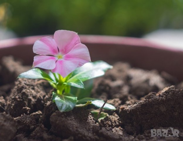 Тор -Почвена смес Компост за ЦВЕТЯ в градината., снимка 2 - Тор и почвени смеси - 42132137