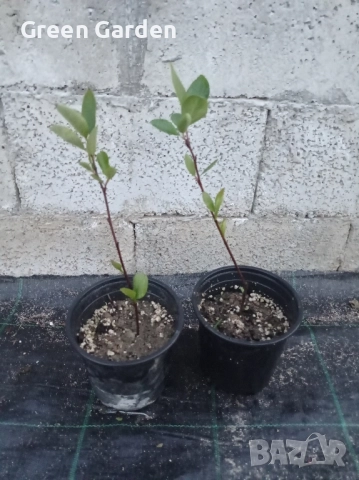 Арония , снимка 2 - Разсади - 51671763