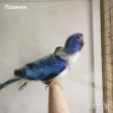 Неофема Сплендида, снимка 10 - Папагали - 56272778