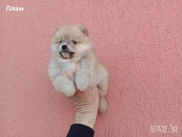 Мъжки Померан. Реални снимки от 31.03.26 г. , снимка 3 - Померан - 54036672