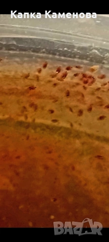 Дафния пулекс. Стартова култура., снимка 3 - Рибки - 53996360