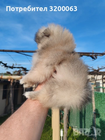 Померанче мини мъжко , снимка 3 - Померан - 54271762