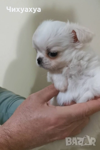 Чихуахуа мъжки и женски, снимка 10 - Чихуахуа - 41803190