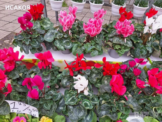 Циклама ХХХL, снимка 4 - Стайни растения - 53219722