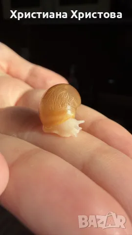 Африкански охлюви archachatina marginata ovum, снимка 4 - Други - 56474203