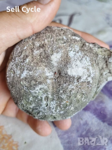 ✅ФОСИЛ - МОРСКИ ТАРАЛЕЖ ❗, снимка 2 - Други ценни предмети - 51165922