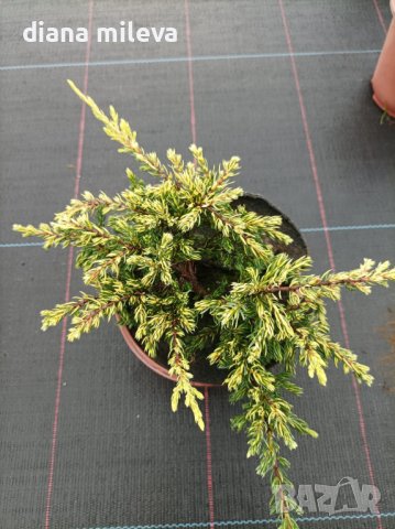 Хвойна Голдшатс, Juniperus Goldschats, студоустойчива!!, снимка 3 - Градински цветя и растения - 38563034