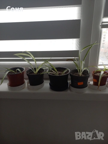 Хлорофитум, снимка 2 - Стайни растения - 53825521