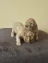 Чистокръвен Кокер шпаньол , снимка 4