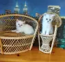 британчета сребърна чинчила , снимка 3