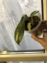 Philodendron Florida Beauty , снимка 2