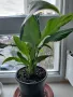 Цветя Спатифилум - в начало на цъфтеж, 6 броя налични, снимка 8