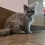 British Shorthair 61 дена, снимка 4