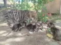 5 сладки бебенца котенца, снимка 7