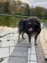 Кавказка овчарка, снимка 6