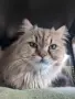 Мъжки котарак за Разплод, снимка 3