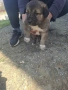 Подарявам 3 кученца, снимка 1