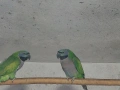 продавам папагали , снимка 4