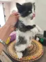 Подарявам малки котенца, снимка 3