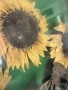 Слънчогледи , снимка 10