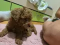 Той пуделчета търсят нов дом, снимка 2