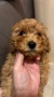 Среден женски пудел априкот, снимка 2