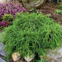 Лъжекипарис “Filifera Nana”, снимка 4