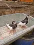 продавам чифт акмани, снимка 5