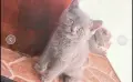 британски сиви късокосмести, снимка 7