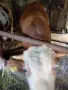  Мъжки угоени телета , снимка 11