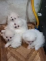 Продавам померани, снимка 3