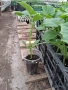 Разсад домати,краставици,пипер, снимка 11