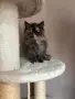 Персийски котенца , снимка 11