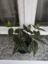 Традесканция 2 €, снимка 2