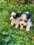 Бивер Бивър йорки йоркширски териер, снимка 2