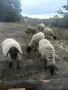 Продават се овце и коч млади, снимка 1
