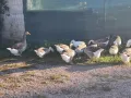 Продавам гъски и патици, снимка 2