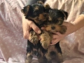 Йоркширски териерчета , снимка 4