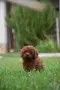 Той пудел Toy poodle, снимка 14