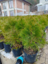 Продавам Западна Туя Смарагд , снимка 6
