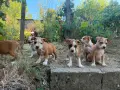 Американски Стафордширски Териер, снимка 8