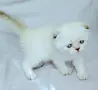 Шотландски със сини очи. , снимка 9