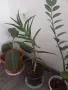 Фикус,бенджамин ,кактуси,юка,замиокулкас  и др.едри цветя, снимка 11