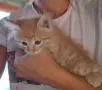 Продавам сибирски котенца , снимка 2