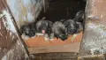 Кавказка овчарка бебе, снимка 3