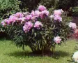 Продавам корени (коренища) от Божури (български), снимка 14
