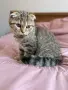 Шотландски котета , снимка 4