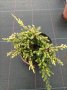 Хвойна Голдшатс, Juniperus Goldschats, студоустойчива!!, снимка 3