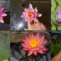 Продавам водни, езерни растения, цветя и водни лилии, снимка 2 - Градински цветя и растения - 28830827