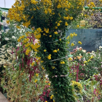 Продавам различни видове хризантеми , снимка 7 - Градински цветя и растения - 44752282